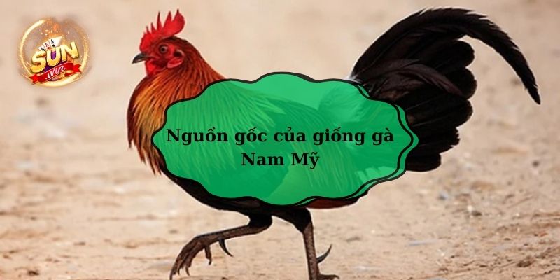 Nguồn gốc gà Nam Mỹ 