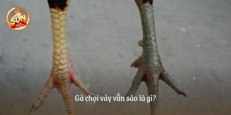 Gà chọi vảy vấn sáo là gì?