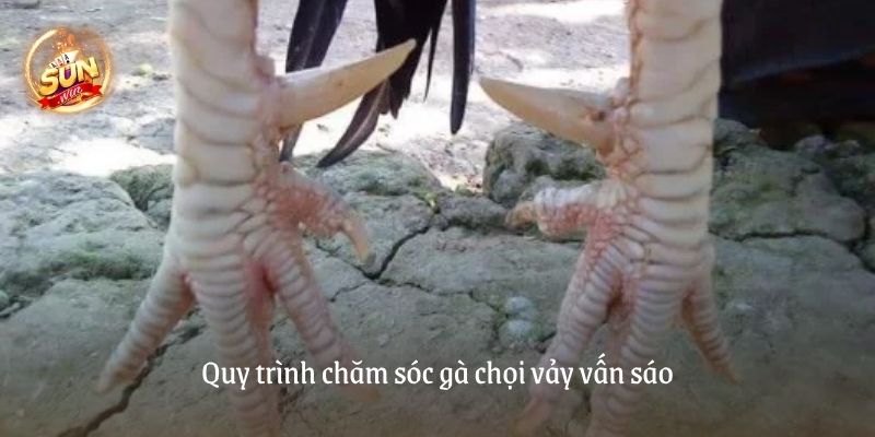 Gà chọi vảy vấn sáo là gì?